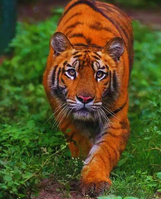 Corbett, Nainital & Mussoorie Grand Tour — 7N/8D